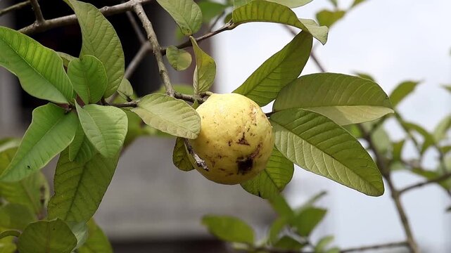Close-up of a fresh, ripe yellow guava (Psidium guajava) fruit hanging from a branch with vibrant green foliage in a home roof garden.