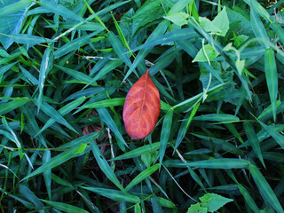View of a leaf falling to the grass. 