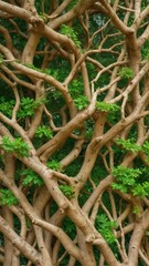 Real tree branches intertwined with green leaves creating an advanced camouflage system in the wild