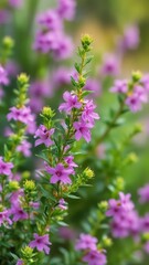 Fototapeta premium Heather Cuphea Hyssopifolia Plant with Purple Flowers Growing in Garden