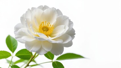 Fototapeta premium Fragrant white Rosa damascena flower in full bloom on a clean white background