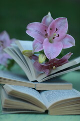 Pink lily, on a book, bouquet, flowers gift, free space, learning