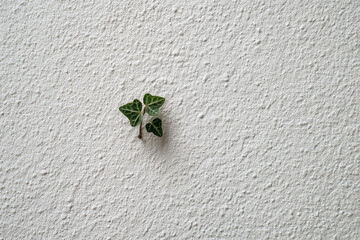 Ivy plant growing on textured wall