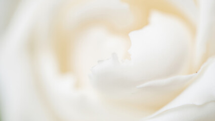 Abstract Close Up of a Delicate White Rose with Soft Petals