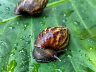 Snails on wet, green taro leaves, slithering.