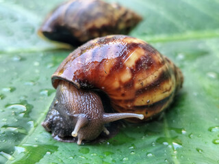 Snails on wet, green taro leaves, slithering.