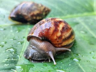 Snails on wet, green taro leaves, slithering.