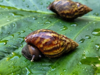 Snails on wet, green taro leaves, slithering.