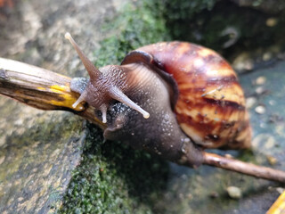 Wild snails with towering eyes, slithering.