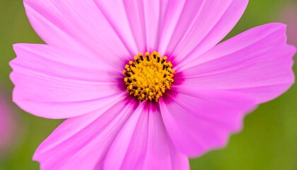 Close-up of a vibrant pink flower (9)