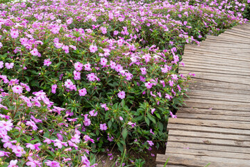 A wooden walkway curves gently through a vibrant field of Madagascar Periwinkle or Cape Periwinkle flowers a beautiful shade of pinkish-purple. The path made of rustic wooden planks for background.