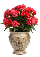 Isolated Image of Red Begonia Blossoms in a Decorative Ceramic Pot Photo