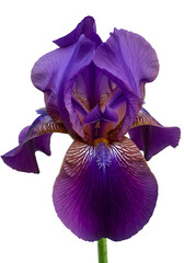 Isolated Iris Flower with Purple Petals on Transparent Background Photo