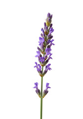 Isolated Lavender Flower Photo with Purple Petals and Black Background