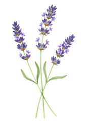 Isolated Lavender Illustration on Transparent Background with Floral Details