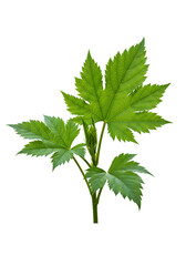 Isolated Leaf Branch Green Color On A Transparent Background Illustration