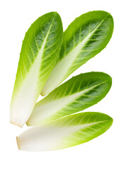 Isolated Lettuce Leaves on Transparent Background Photo Realistic Image