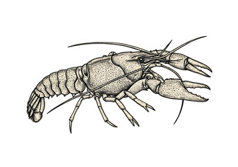 Isolated Lobster Illustration on Transparent Background in Black and White