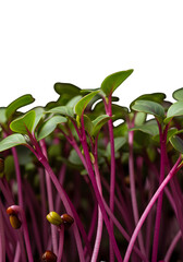 Isolated Microgreens With Purple Stems and Green Leaves on Black Background