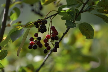 red berries on a branch, green leaves ,, nature, leaves, wildlife, season