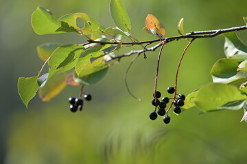branch with berries, green leaves,, nature, leaves, wildlife, season