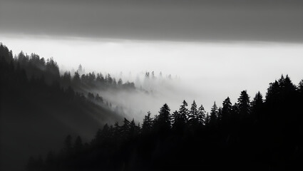 Dark evergreen forest shrouded in thick fog on a cloudy day mist trees