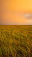 Obraz premium Golden grass field under an orange stormy sky at sunset nature landscape