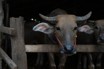 Swamp buffalo or domestic water buffalo resting in traditional farm pen enclosure, authentic rural...