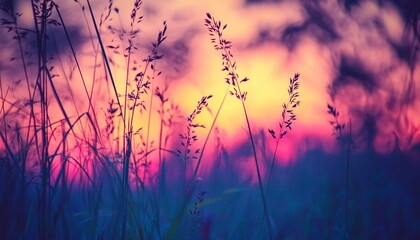 Fototapeta premium The image shows tall grass stalks silhouetted against a colorful sunset sky with shades of pink, purple, orange and yellow.
