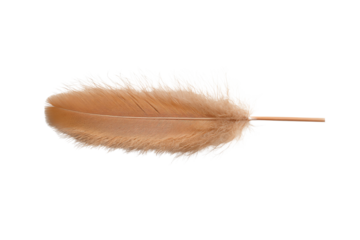 A delicate and soft brown feather showcasing intricate details against a white background.