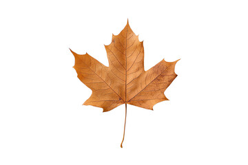 Fototapeta premium A single brown autumn leaf isolated on a white background, showcasing its intricate veins and natural textures.