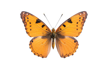 Fototapeta premium Orange butterfly with intricate patterns, white isolate background.