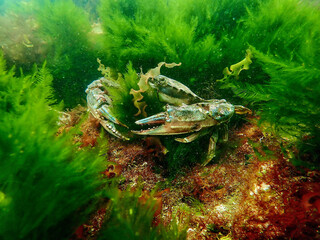 Close-up underwater scene featuring a crab among vibrant green seaweed and various aquatic plants