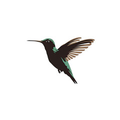 Fototapeta premium Hummingbird in Flight Against Black Background Detailed Illustration of a Green Teal and Brown Hummingbird with Wings Outspread on a Transparent