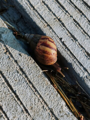 snails crossing the concrete road by passing through a ditch-shaped gap between the concrete road.
