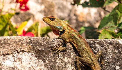 Fototapeta premium Lizard on a stone wall, vibrant colors