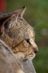 Gato mirando hacia el horizonte