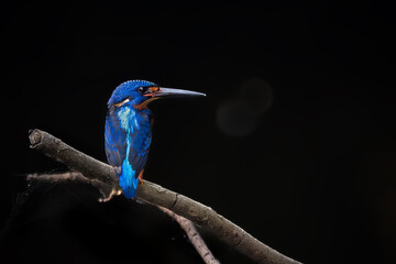 blue-eared kingfisher on a branch