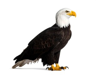 Obraz premium Profile view of an American bald eagle