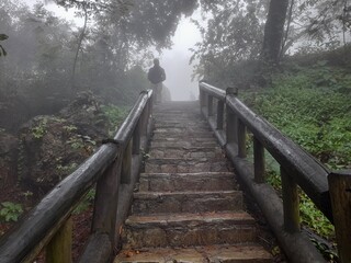Old bridge in forest landscape