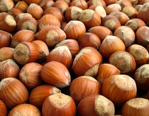 Close-up of many hazelnuts