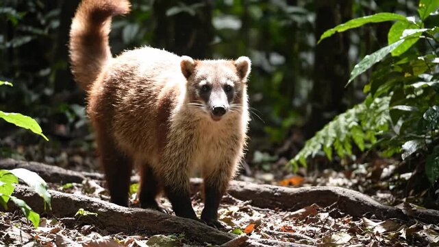  pizote white-nosed coati, also known as the coatimundi, is a species of coati and a member of the family Procyonidae 