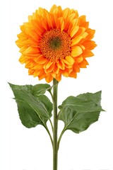 Obraz premium Single vibrant orange sunflower with green leaves, isolated on white