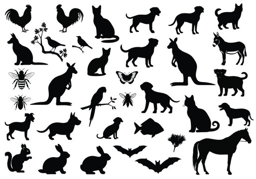 Diverse Species Collection for Creative Projects, Illustration, Graphic Design, Nature Theme