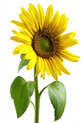 Obraz premium Bright yellow sunflower with green leaves against a white background