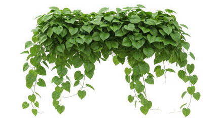 Green heart shaped leaves cascading plant isolated on transparent background