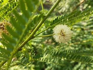 Close up of Leucaena flowers (Leucaena leucocephala) in outdoor garden