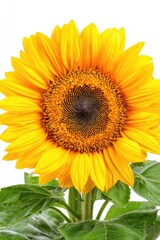 Obraz premium Close-up of a vibrant sunflower against white