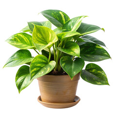 Potted Golden Pothos Plant with Green Leaves on Transparent Background