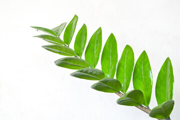 Zamioculcas zamiifolia - green leaves on white background